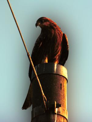 Black Kite (Milvus migrans)