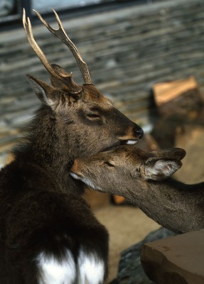 deer love