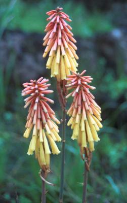 KiliFlower