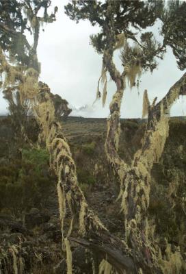CreepingMoss
