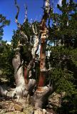 Gnarled