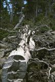 DeadTree