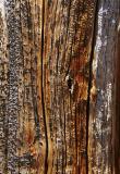 CloseupTree