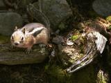 ChipmunkFace