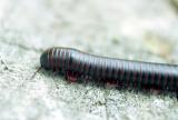 Millipede