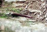 Millipede