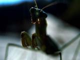 Mantis Head