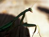 Praying Mantis