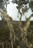CreepingMoss