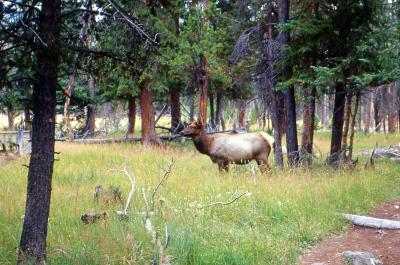Elk near Old Faithful