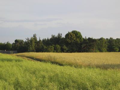 Lowcza - Flax Field