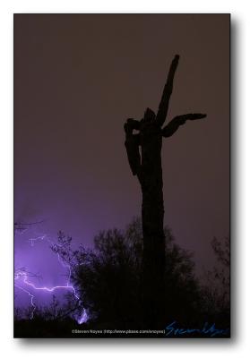 Sentry in the Night (Saguaro/Lightning)