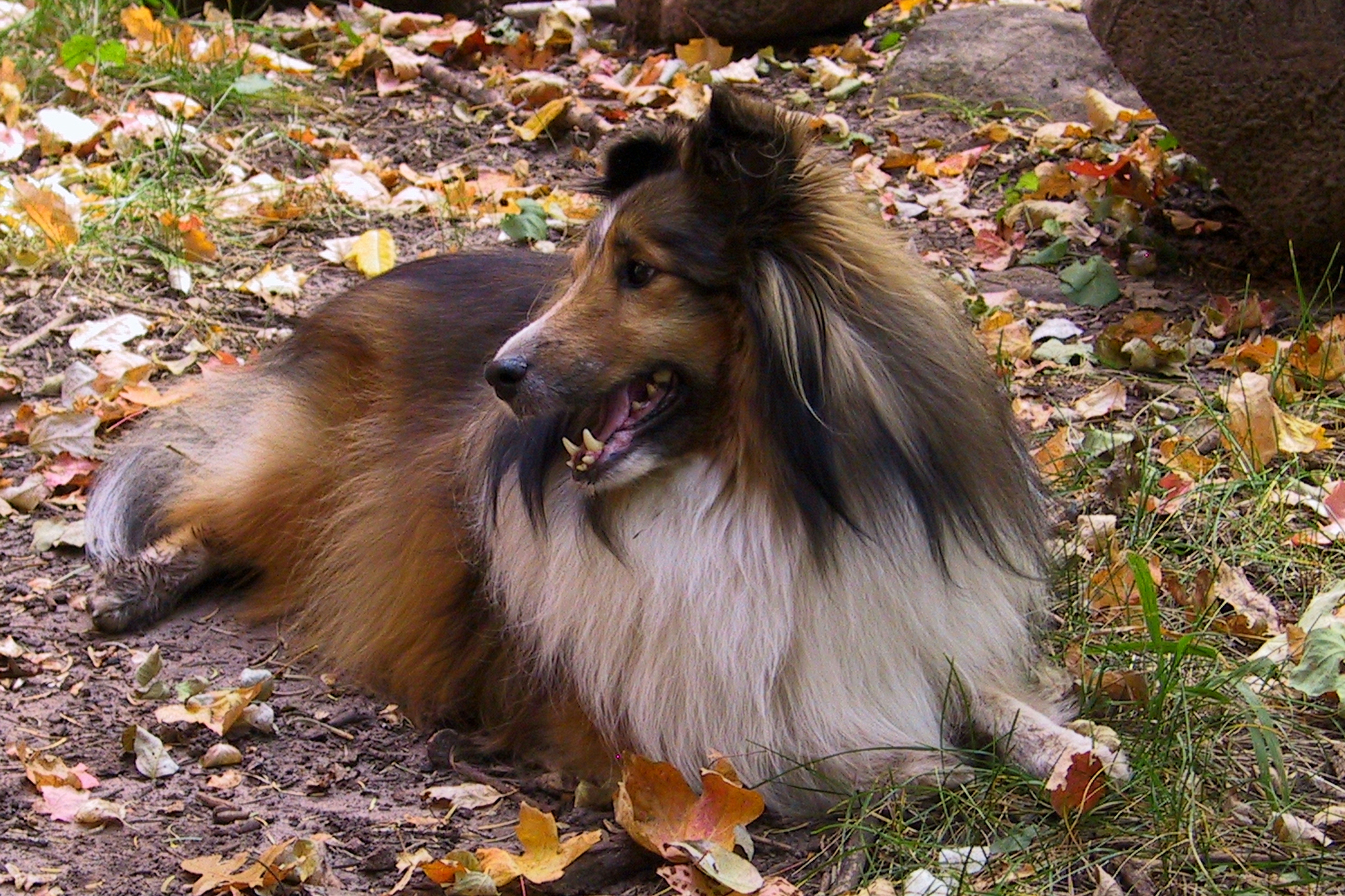 Hercules
