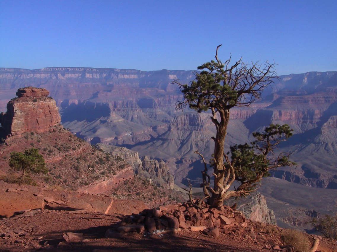 Tree Alone