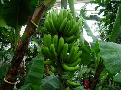 Bananas (Musa sapientum) in the Palm House.