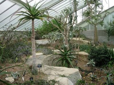 Desert plants in the PWC.