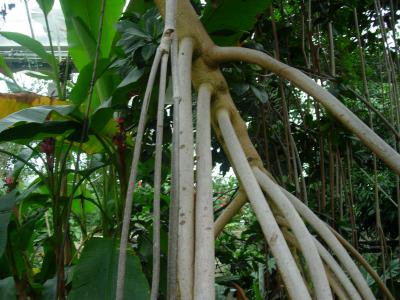A mangrove tree (Rhizophora mangle) in the Princess of Wales Conservatory.