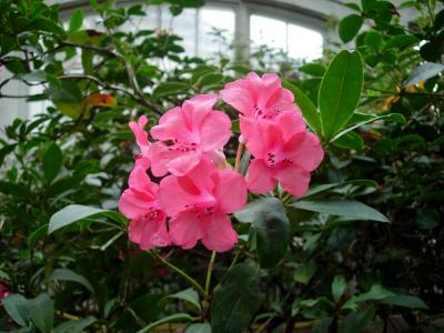 Rhododendron 'Pink Delight.'