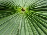 A palm frond in the Palm House, the famous Victorian conservatory.