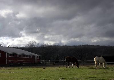 Dec. 8, 2004 - Horses under threatening skies