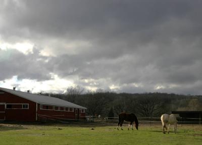 Horses