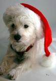 Santa Westie