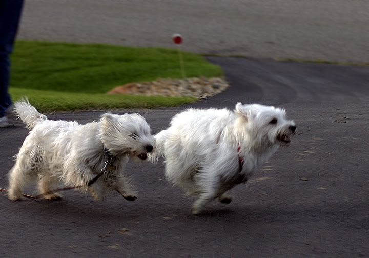 Aug. 20, 2004 - Zoey & Snowflake
