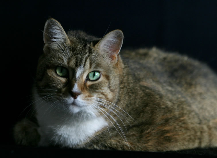 Dec. 9, 2004 - Portrait of a cat