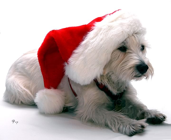 Santa Westie