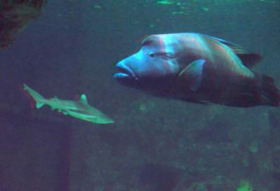 3DSydney Aquarium 02.jpg