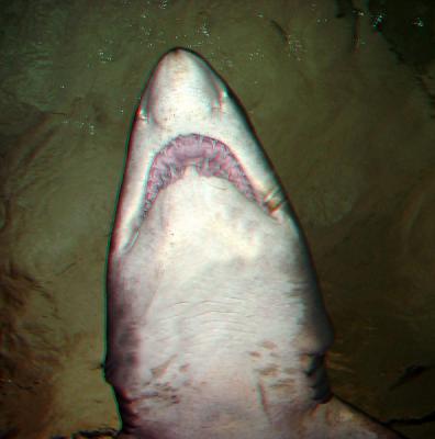 3d Sydney Aquariun 01.jpg