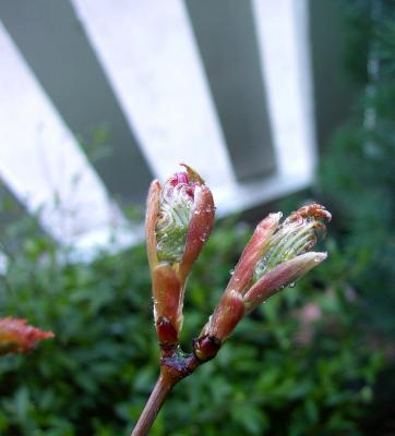 unfurling.jpeg