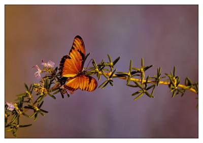 Butterfies and Insects