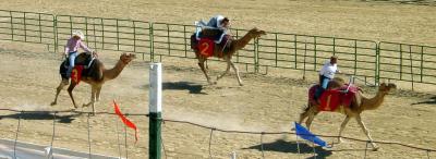 Camel Racing (by Dee Golden)