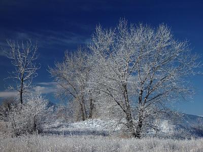 <font size=+1>Winter Trees<font size=-2><br>by<br>Lisa Young