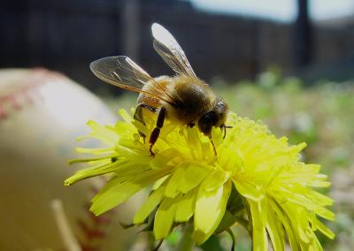 baseballbee  by mxcat