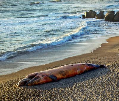 Visitors to Pebble Beach along the San Mateo Coast were greeted with the sad sight of this beached whale. The whales are traveling north to their summer feeding grounds having left the warmer waters off Mexico where they travel every winter to give birth.