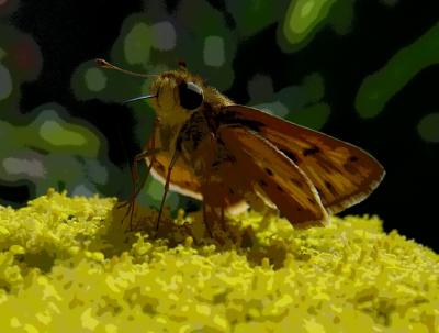 Butterfly tongue