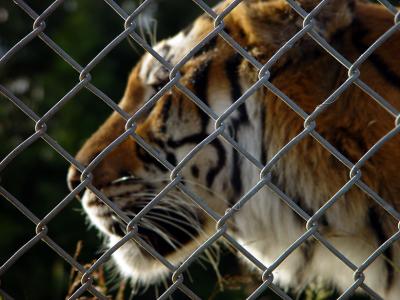 Acme Fence by MxCat