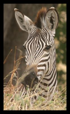Challenging Zebra Shot*