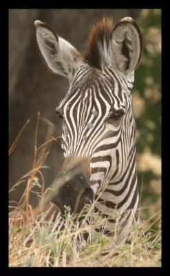 Challenging Zebra Shot*