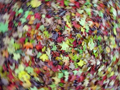 Spinning Foliage - by KennyZ