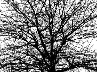 Pattern of a Treeby JB707