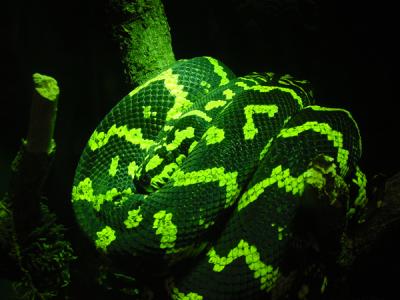 Green Snakeby J.Dodge