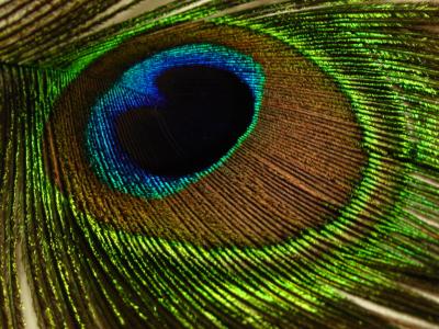 Feather Design by florg