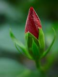 <font size=+1>Hibiscus Bud<font size=-2><br>by<br>Lisa Young