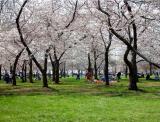 The flowering of the cherry blossoms marks the beginning of Washington DC’s tourism season. After the tourism slowdown following the Sept. 11 terrorist attacks, tourism officials in the nation’s capital are happy once again. Halfway through the two week festival, attendance equals or surpasses last year’s.
The cherry blossoms are predicted to be in bloom through April 7, so there’s still time to come visit the nation’s capital and see the blossoms.
At this quiet copse of cherry trees, midway between the Washington Monument and the Jefferson Memorial, tourists and Washingtonians alike are seen enjoying the warm spring weather underneath a canopy of pink blossoms.
For more information, please visit the following websites:
http://www.nationalcherryblossomfestival.org/
http://www.washingtonpost.com/cherryblossoms