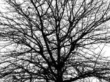 <br>Pattern of a Tree</br><br>by JB707</br>