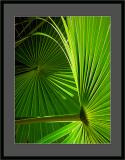 <B>First Place<br>Palmate</B><br><font size=1>by MFC</font></p>