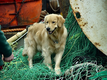 <font size=+1>Seadog<font size=-2><br>by Loren Charif